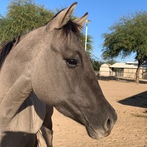 Meet your Posher, Denise